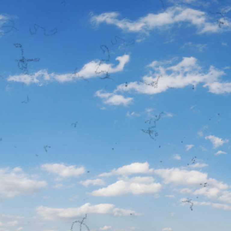 miodesopsie-mosche-volantijpg